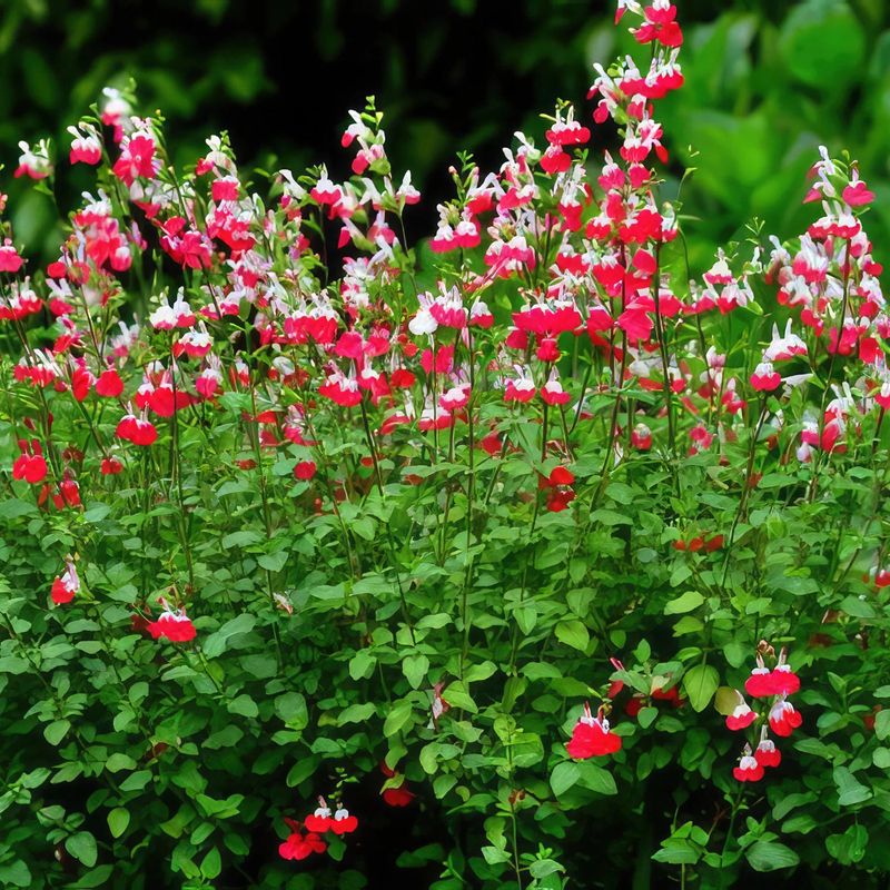 Salvia 'Hot Lips'