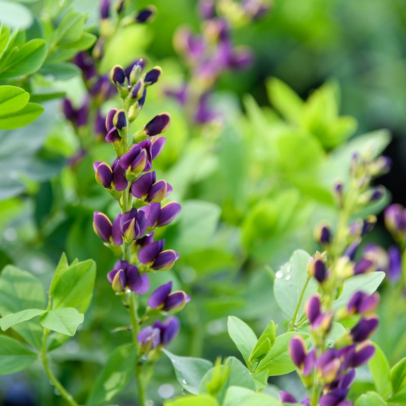 Baptisia