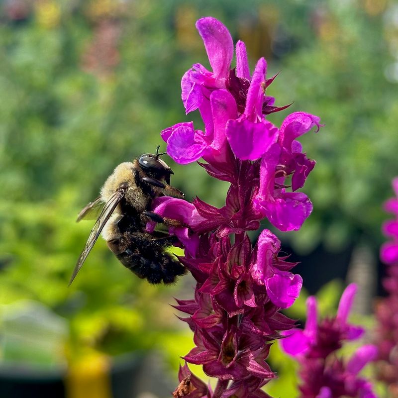Salvia: Long-Blooming Pollinator Magnet