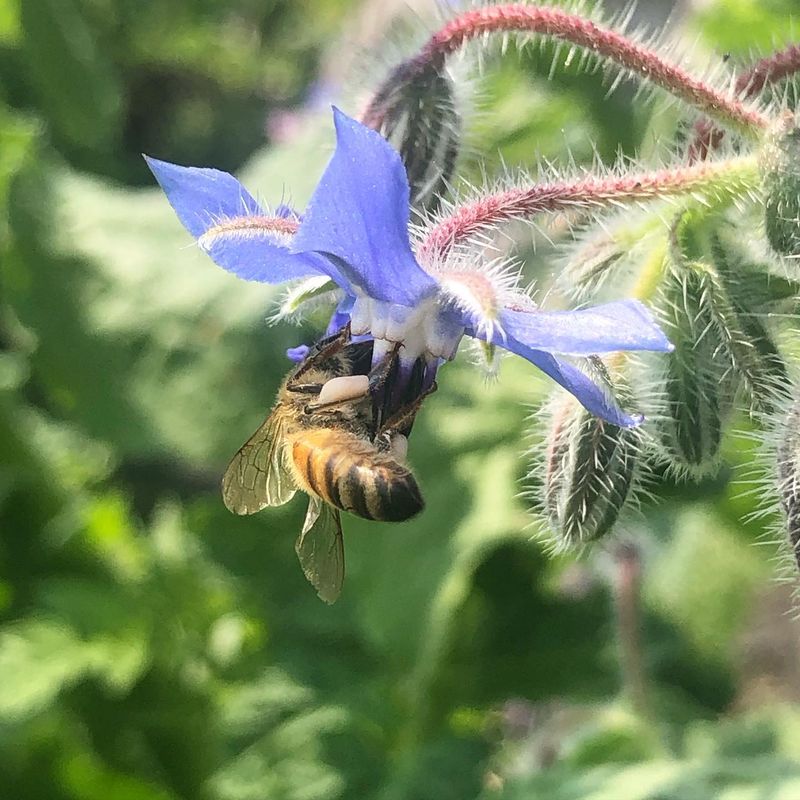 Borage: The Blue Surprise