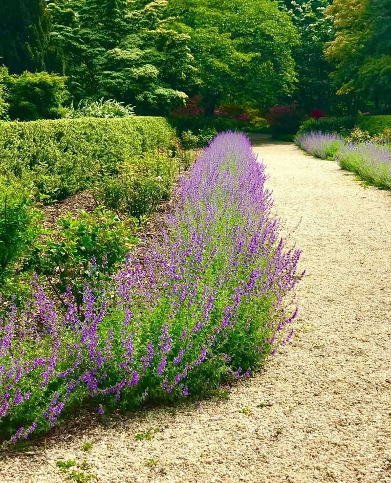 Catmint (Nepeta)