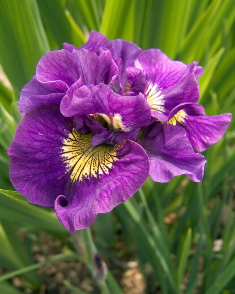 Siberian Iris