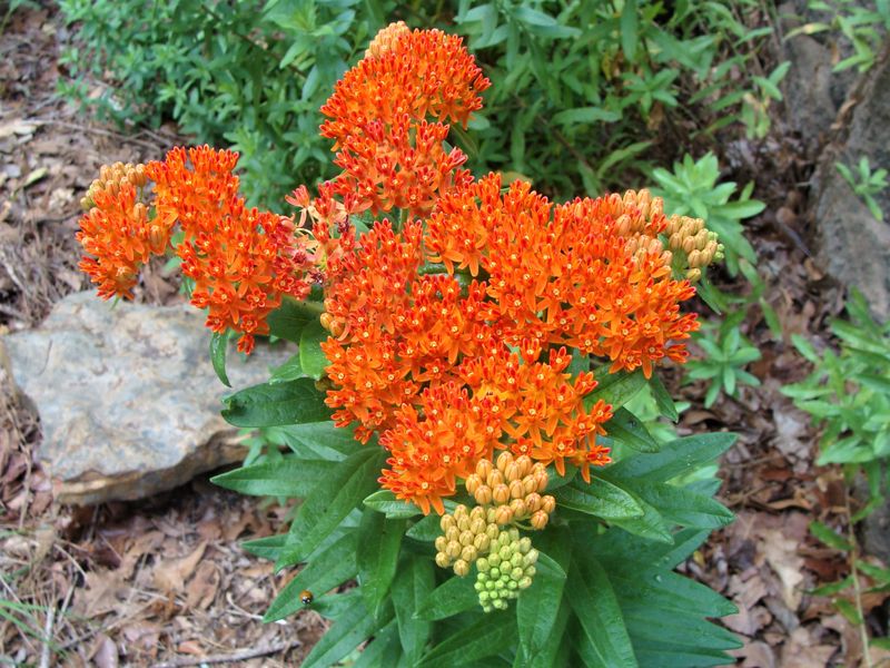 Butterfly Weed