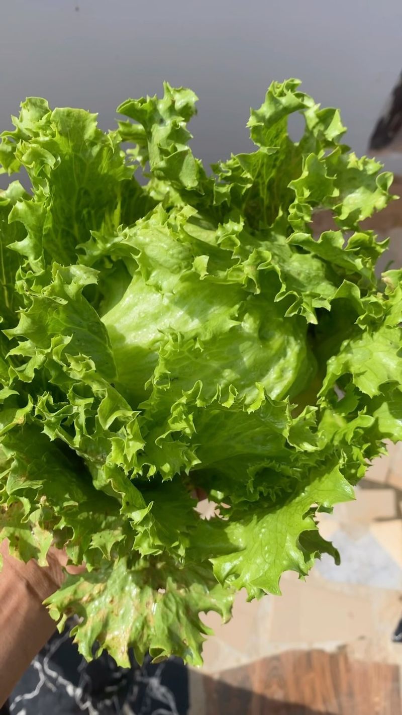Lettuce: Ground-Covering Moisture Keeper