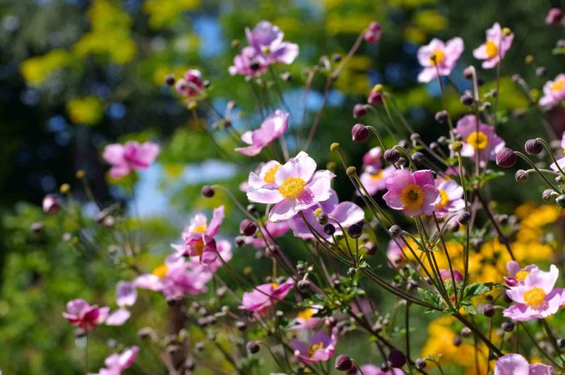 Japanese Anemone: Late-Season Bloomer That Takes Its Time