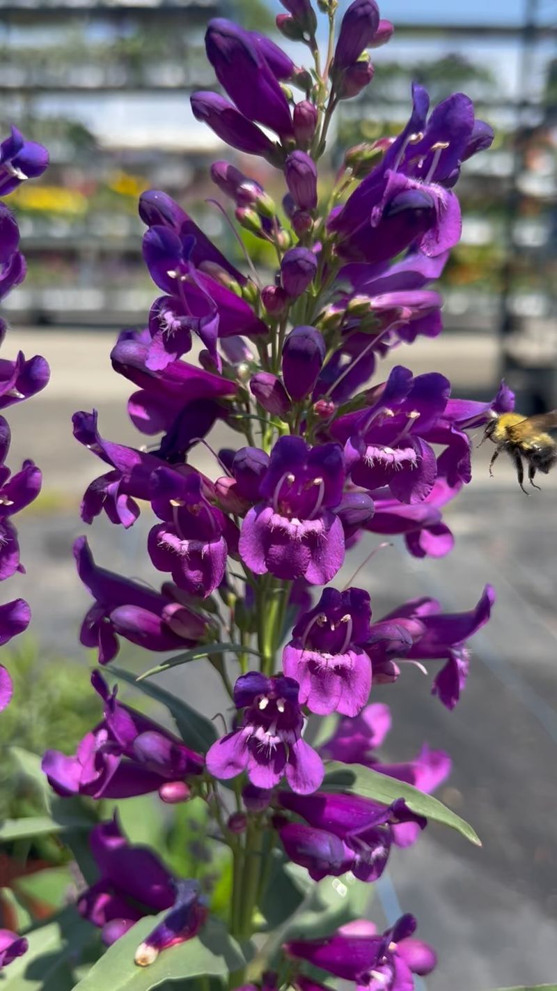 Penstemon: The Beardtongue Beauty