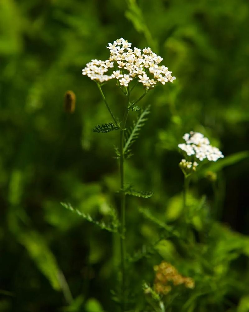 Yarrow