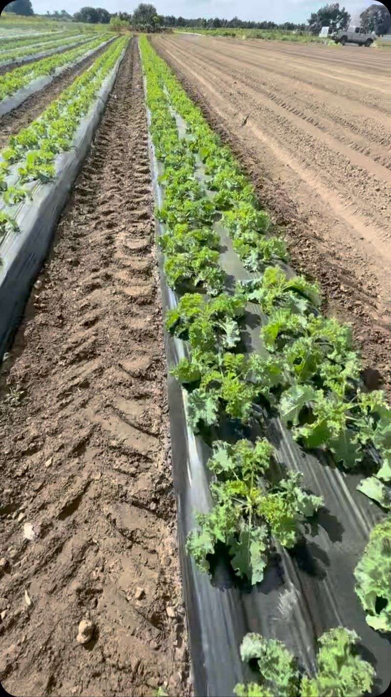Plastic Mulch Warming