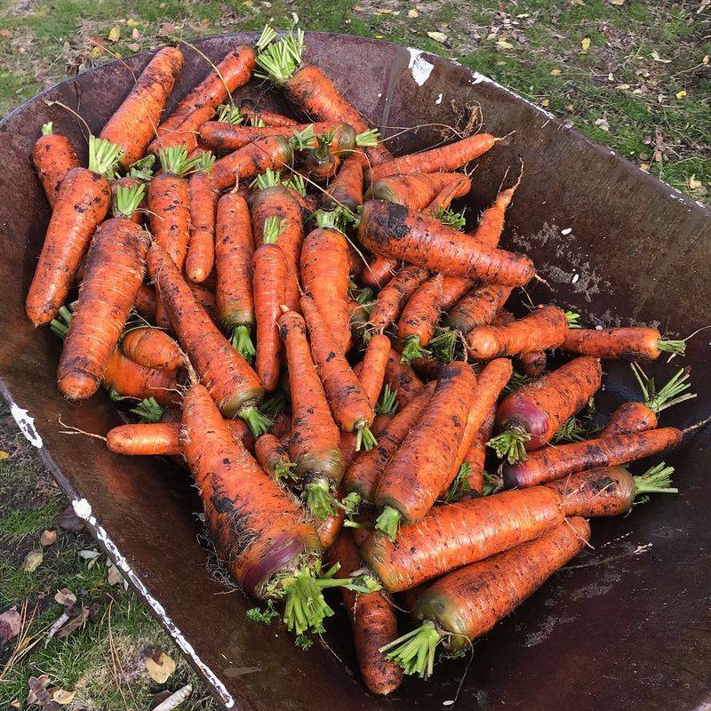 Carrots