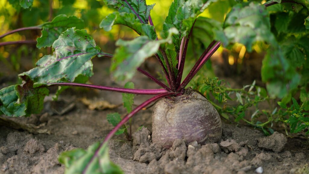 beets