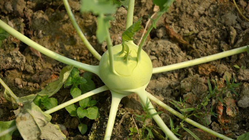 Kohlrabi Creates Bean Trouble