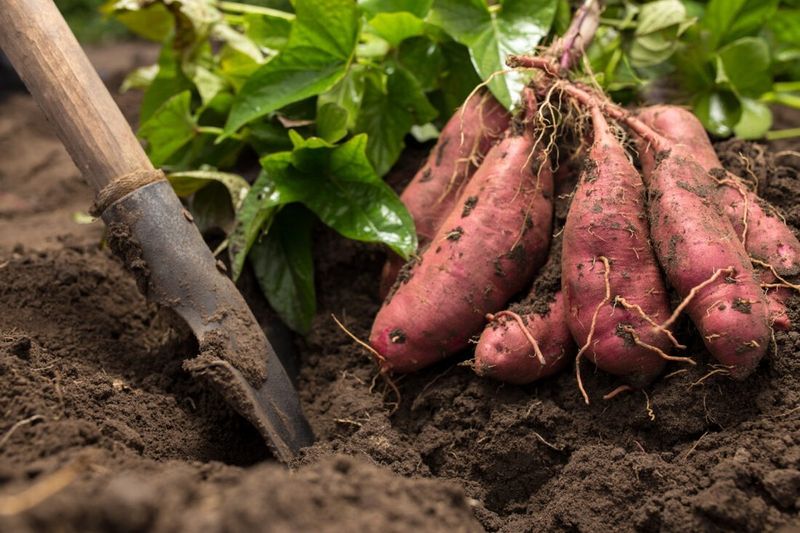 Sweet Potatoes: Sweet Disappointment