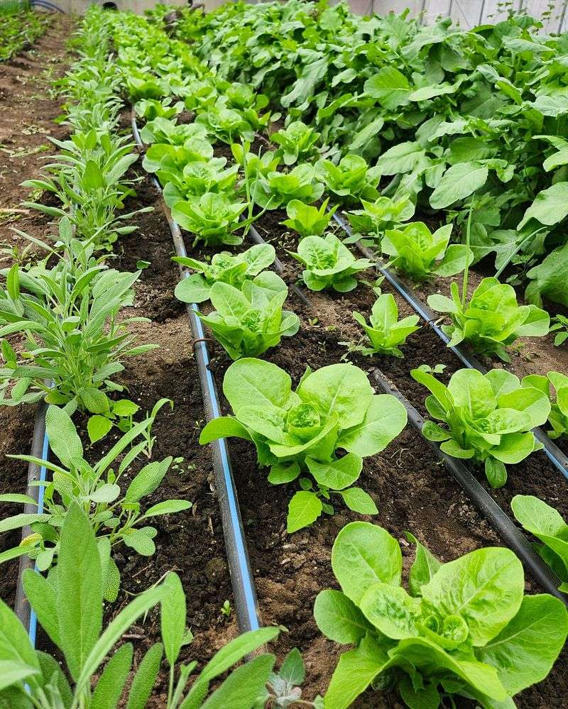 Turnips - Pest-Distracting Neighbors