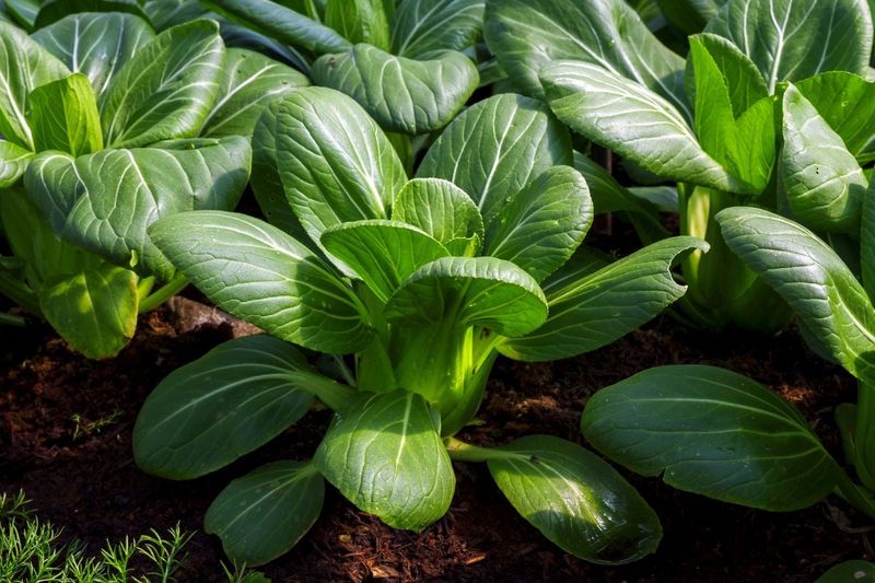 Bok Choy: Quick Asian Green
