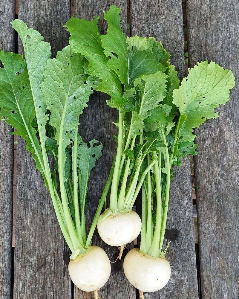 Turnips - Root Cellar Staples
