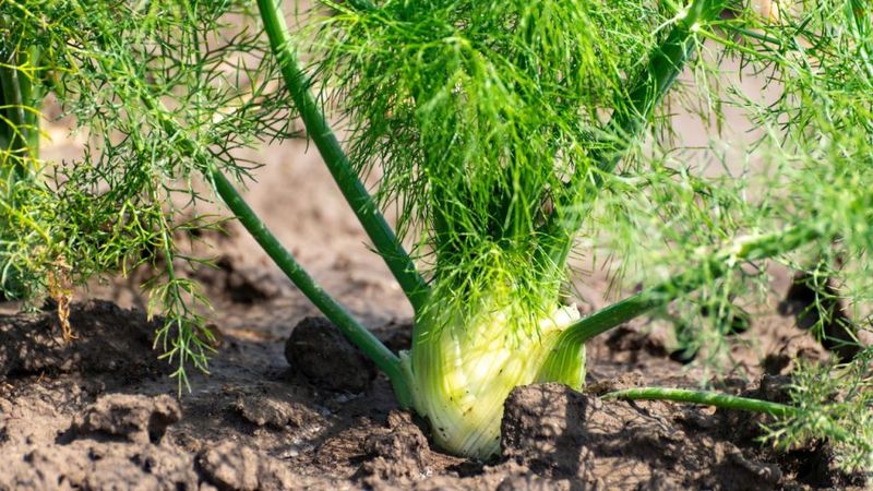 Fennel: The Lonely Vegetable