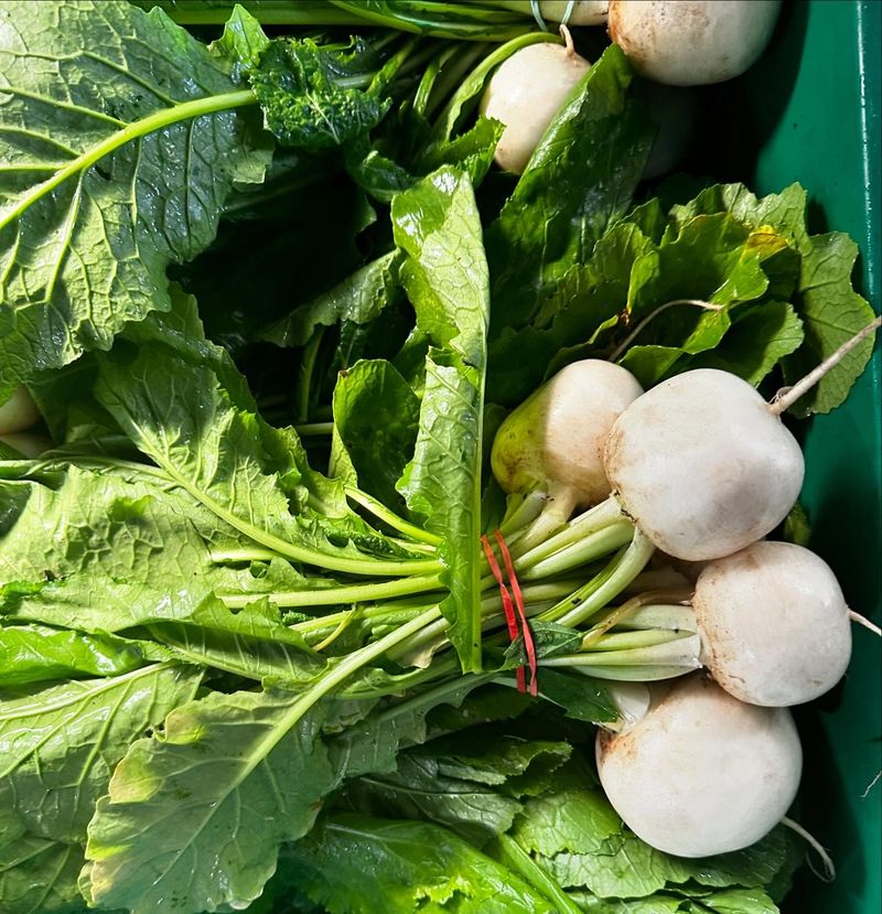 Turnips