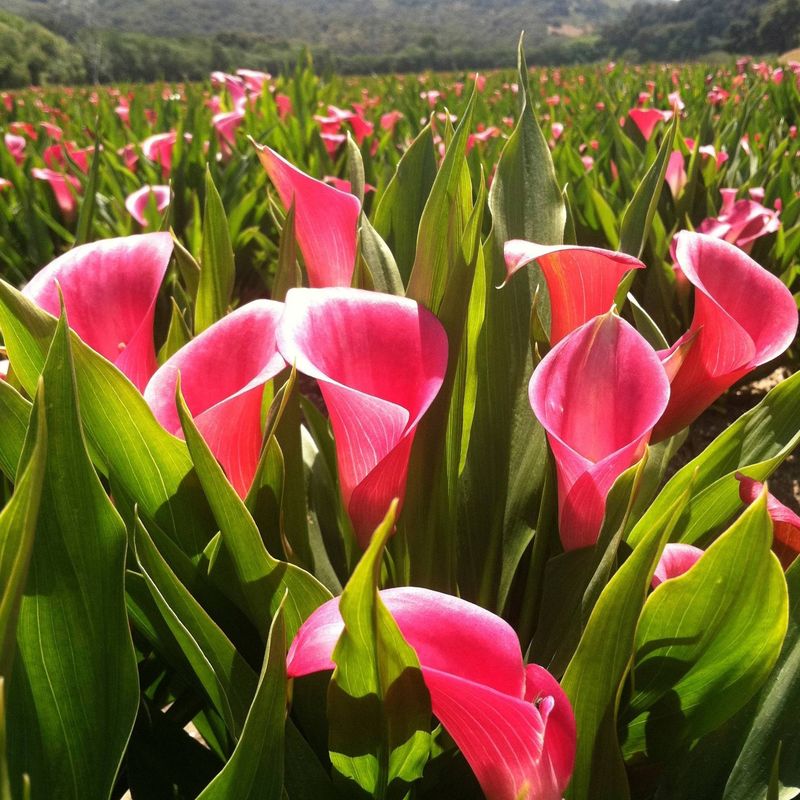 Calla Lilies: Elegant Sophistication