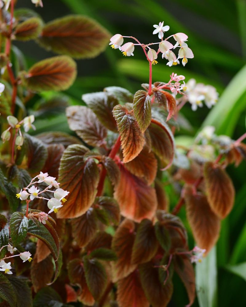 Begonia ulmifolia