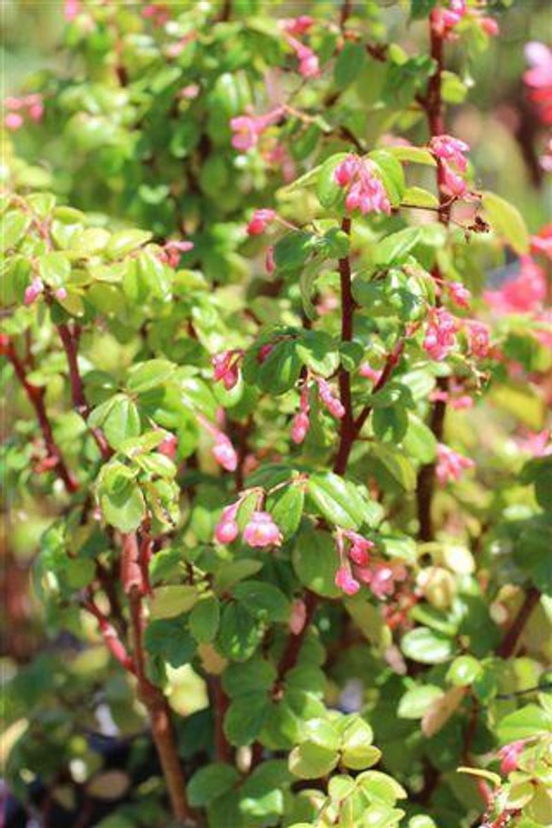 Begonia fuchsioides