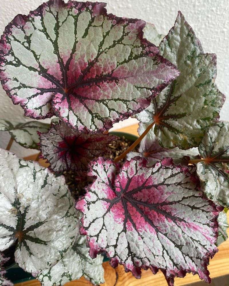 Begonia rex