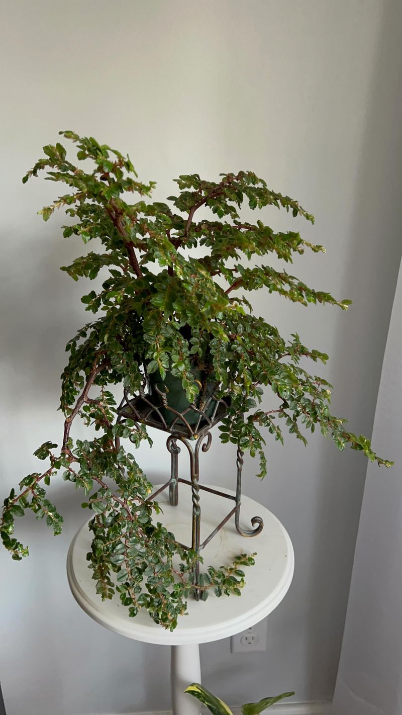 Begonia foliosa