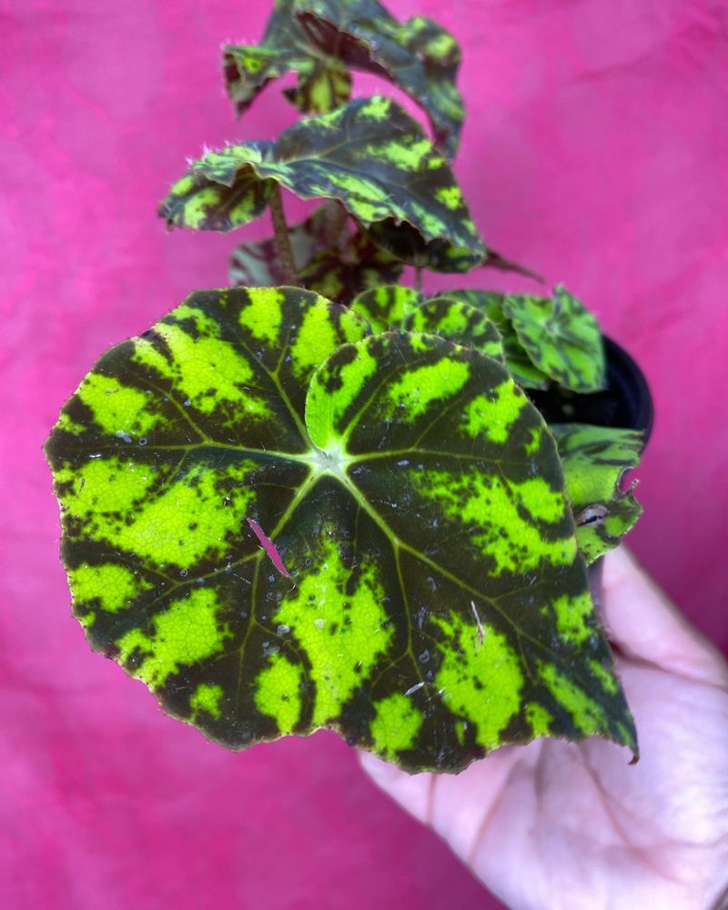 Begonia bowerae