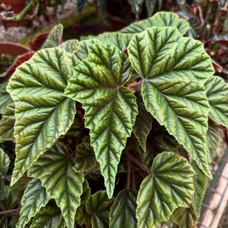 Begonia metallica