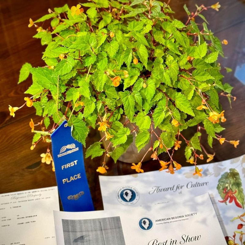 Begonia sutherlandii