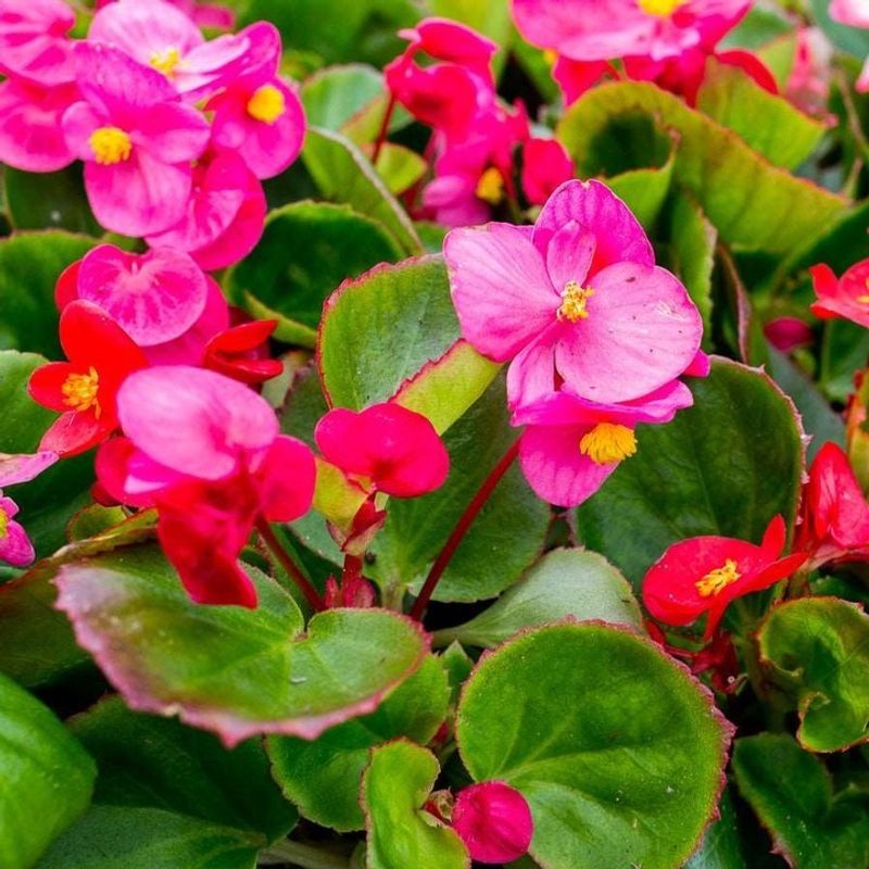 Begonia cucullata