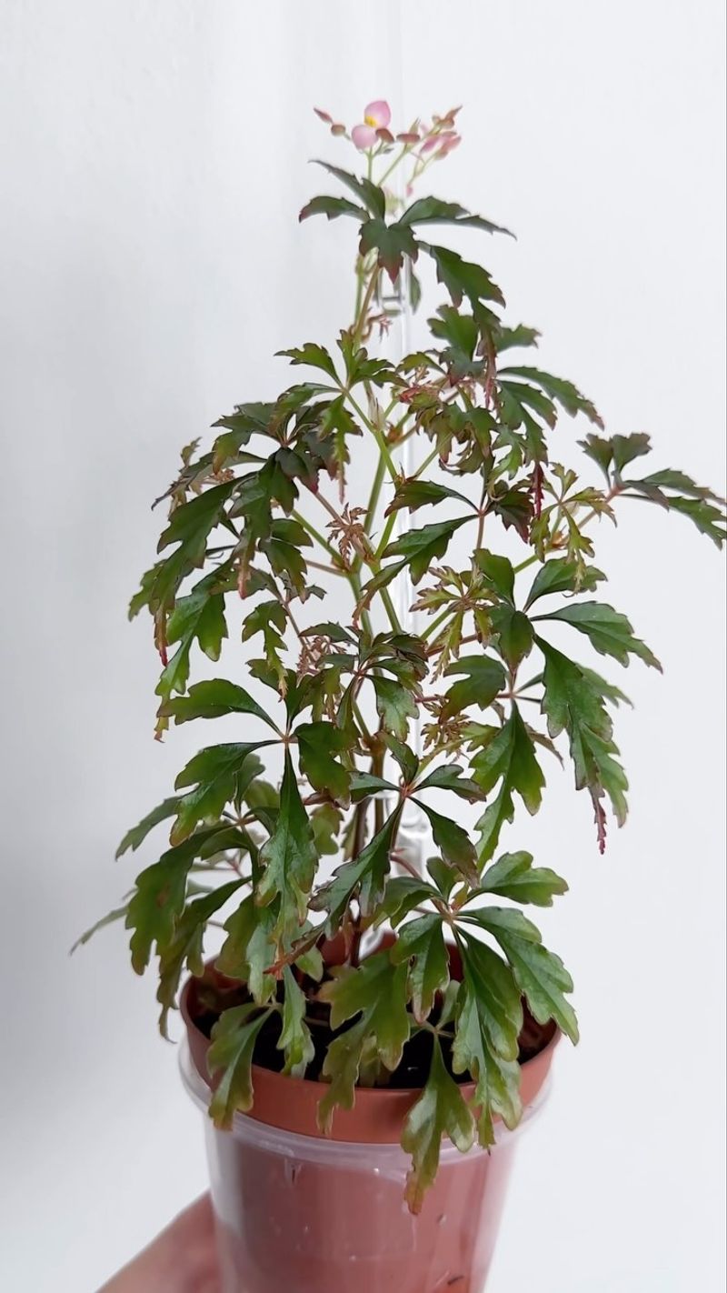 Begonia carolineifolia