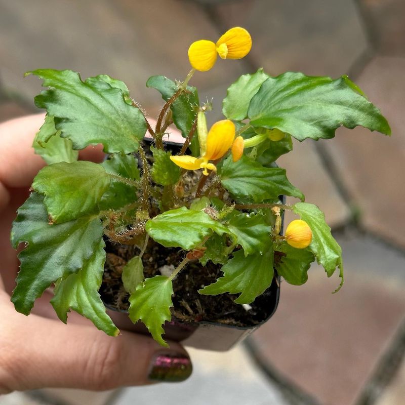 Begonia prismatocarpa