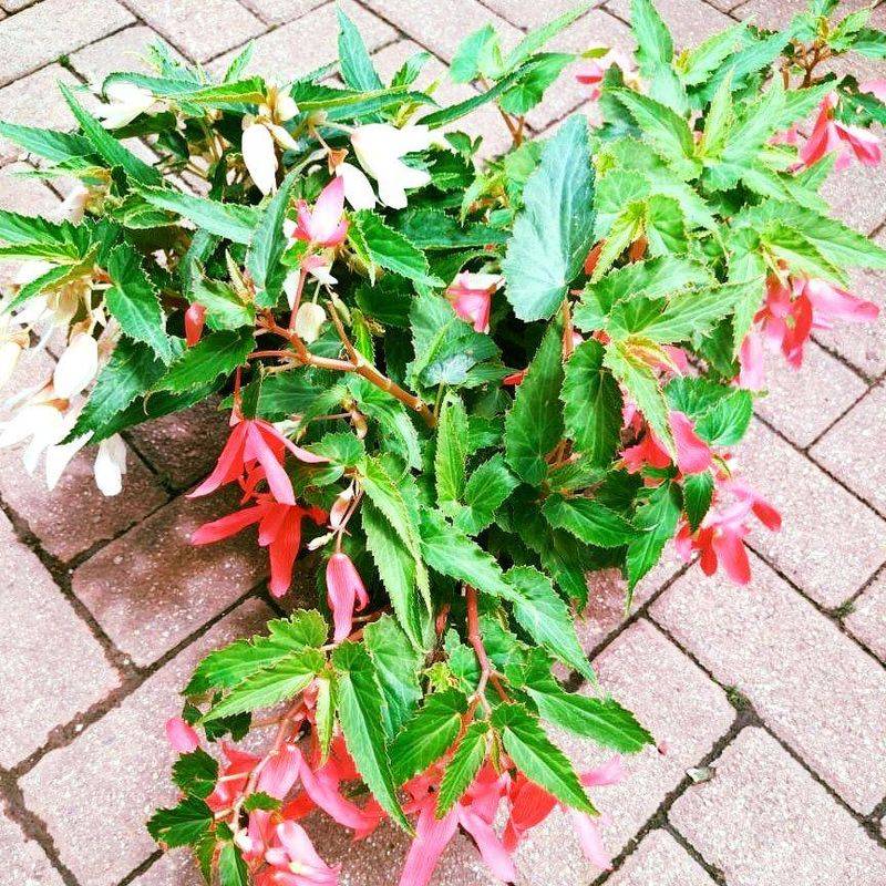 Begonia boliviensis