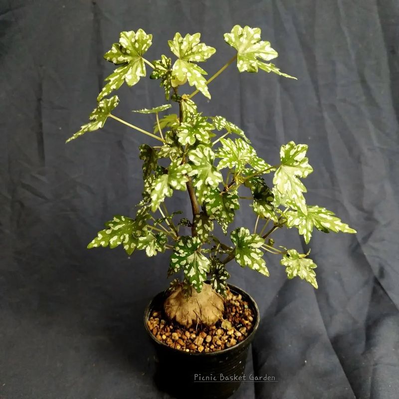 Begonia dregei
