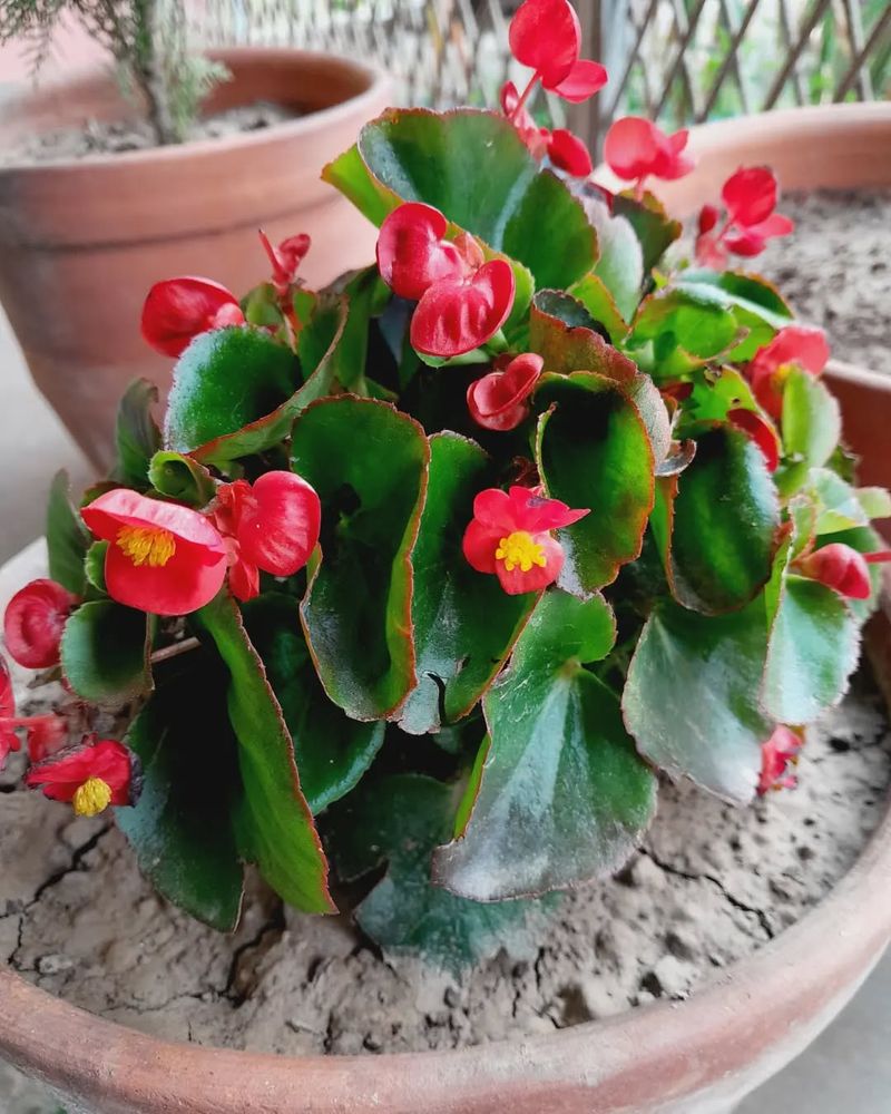 Begonia semperflorens
