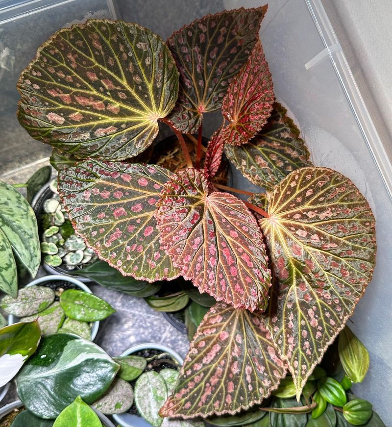 Begonia chlorosticta