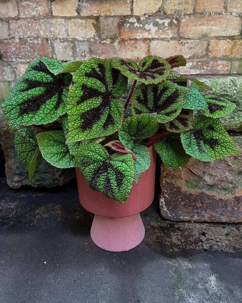 Begonia masoniana