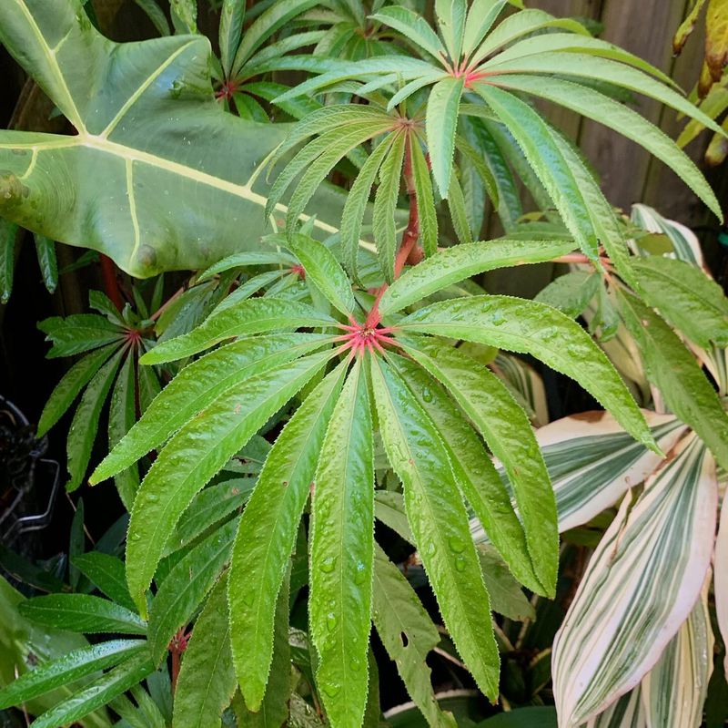 Begonia luxurians