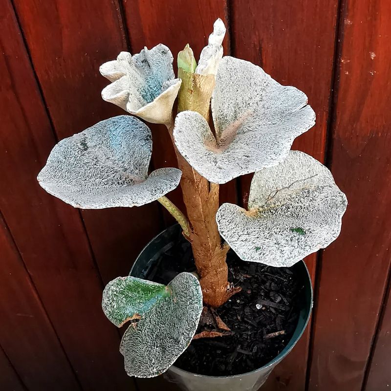 Begonia venosa