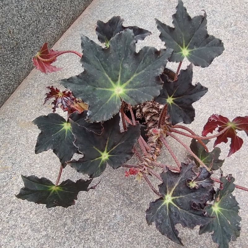 Begonia heracleifolia