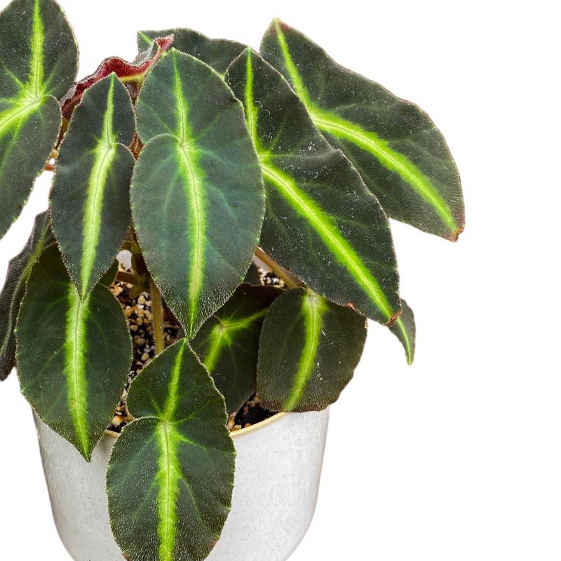 Begonia listada