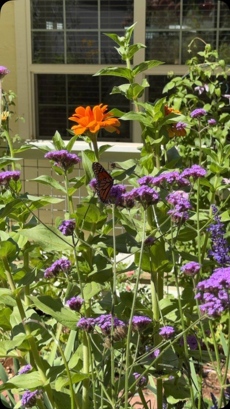 Verbena