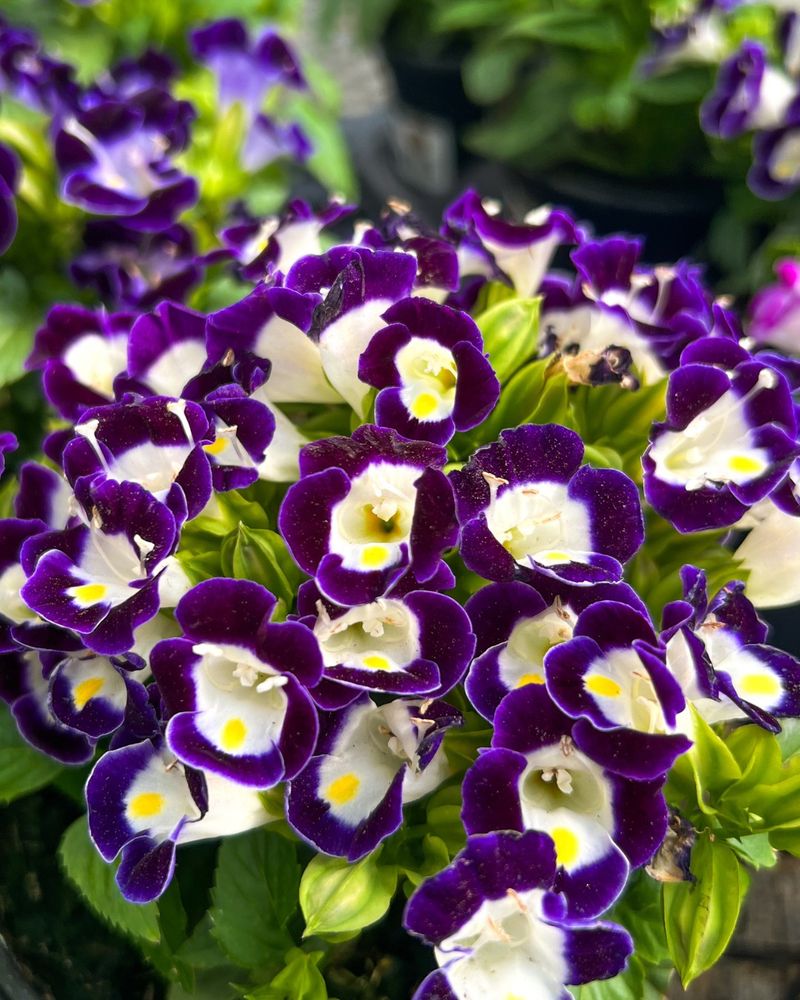 Torenia