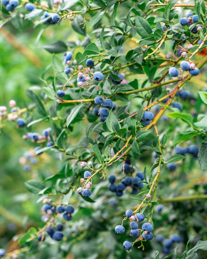 Blueberries