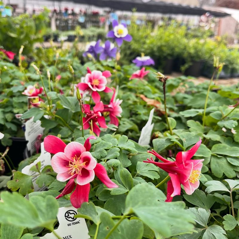 Columbine