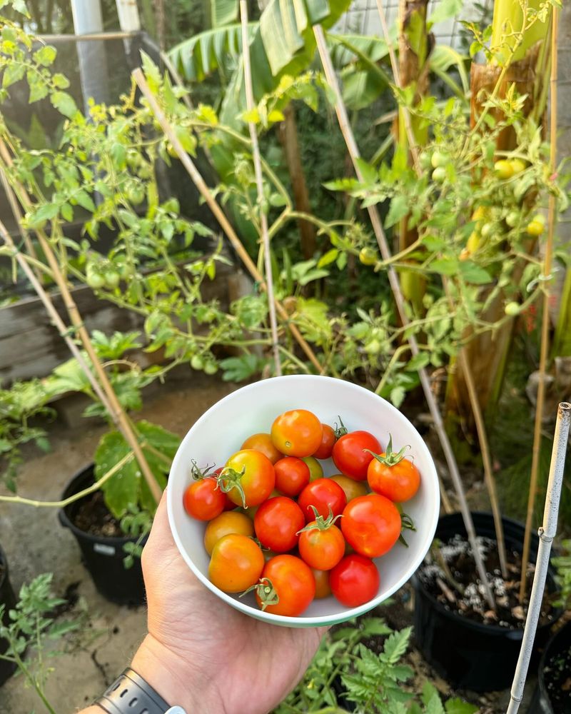 Tomatoes
