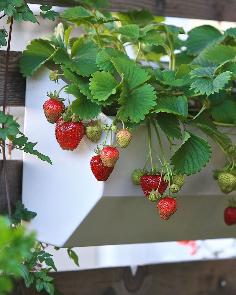 Strawberries