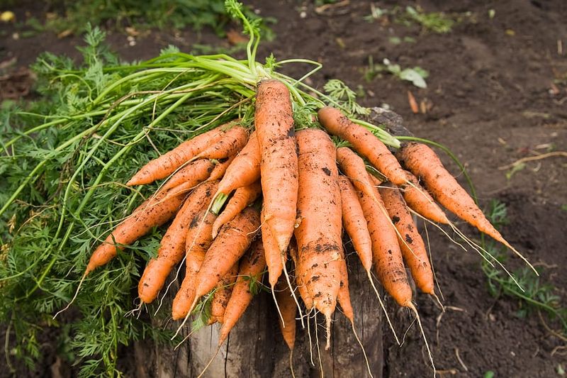 Carrots: The Soil Structure Specialists