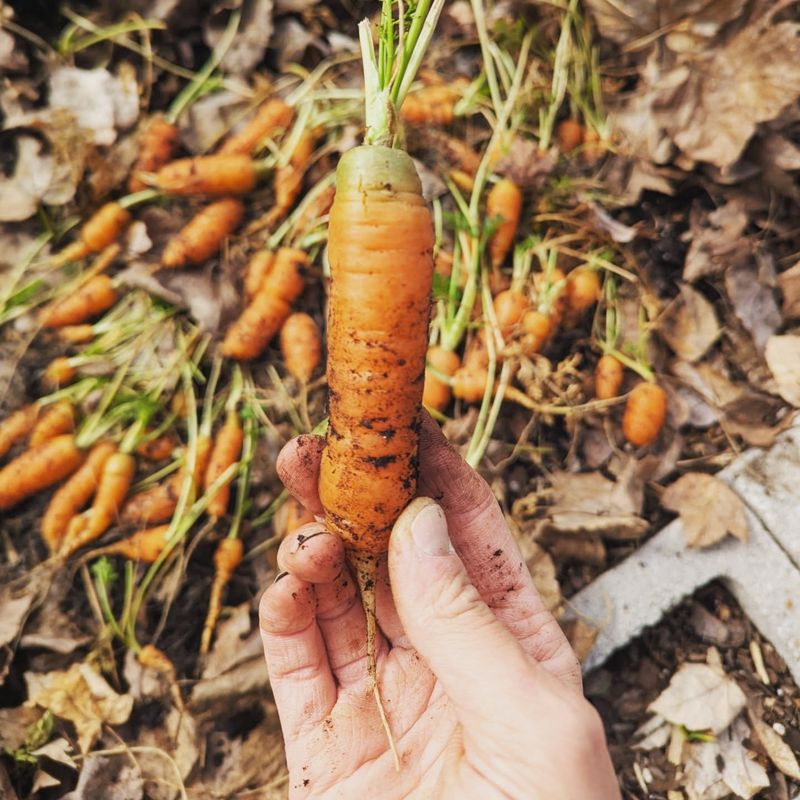 Carrots