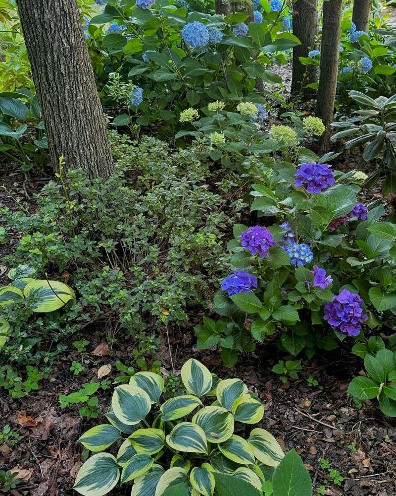 Hosta Harmony